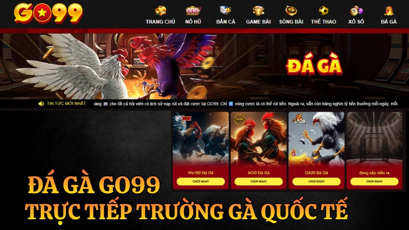 Xem trực tiếp đá gà GO99 từ bồ Thomo và các trường gà quốc tế với hệ thống kèo cược minh bạch 24/7.